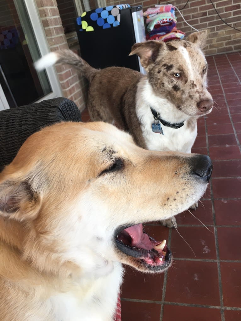 Cooper, an Australian Shepherd and Australian Cattle Dog mix tested with EmbarkVet.com