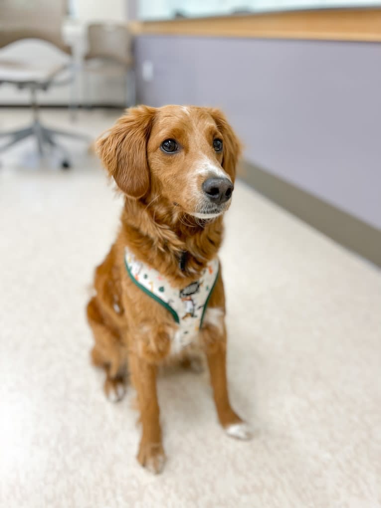 Benny, a Goldendoodle tested with EmbarkVet.com