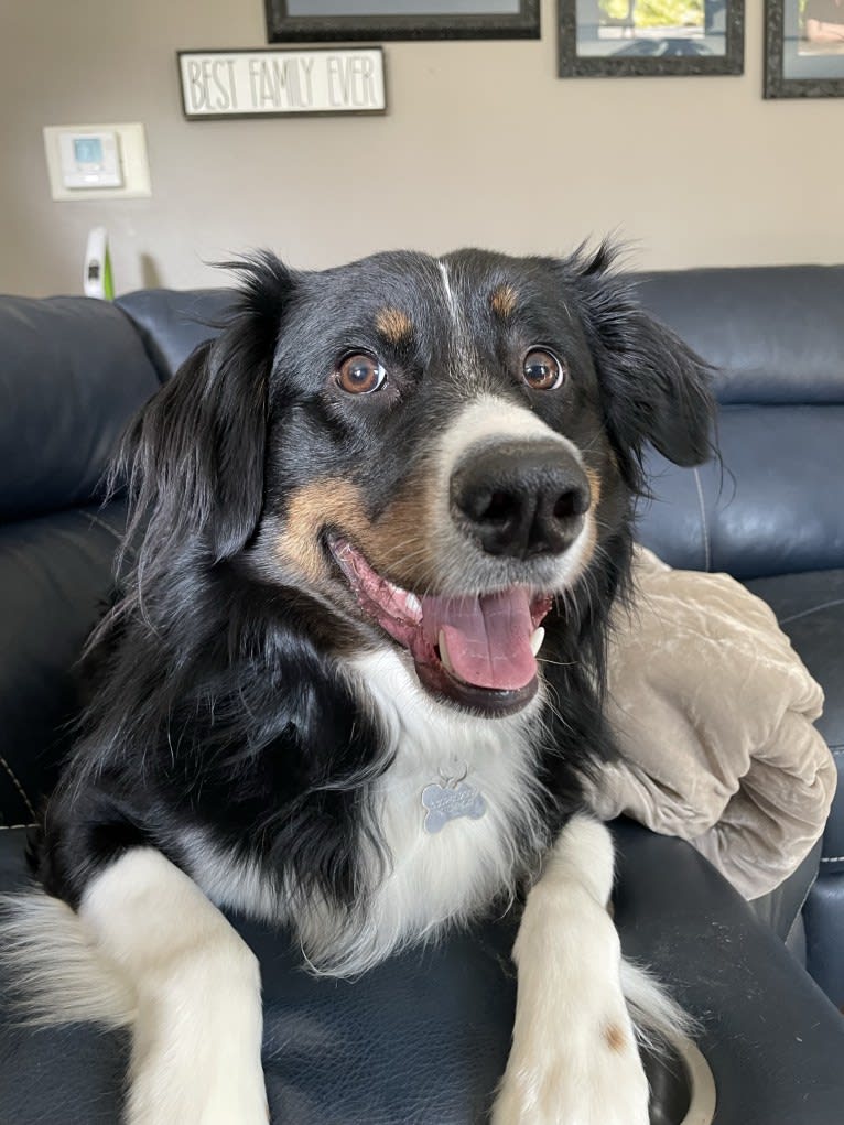 Rex, an Australian Shepherd and English Shepherd mix tested with EmbarkVet.com