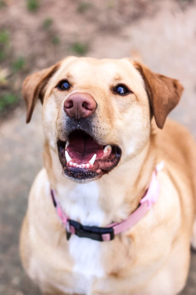 Winnie, a Labrador Retriever and Australian Cattle Dog mix tested with EmbarkVet.com