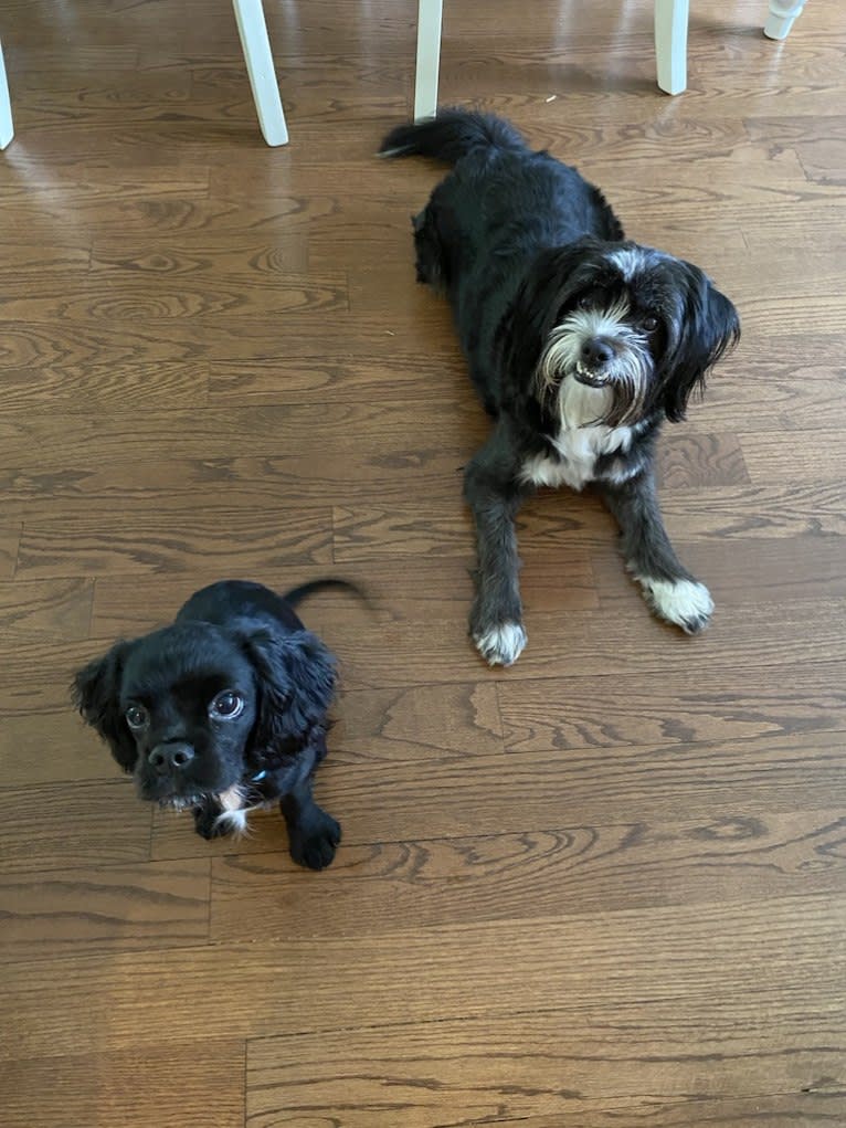 Pepper, a Cavalier King Charles Spaniel and Cocker Spaniel mix tested with EmbarkVet.com