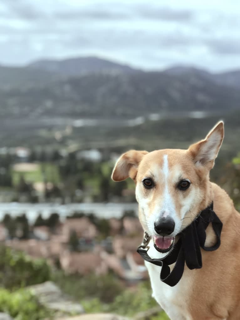 Marco, an Arabian Village Dog tested with EmbarkVet.com