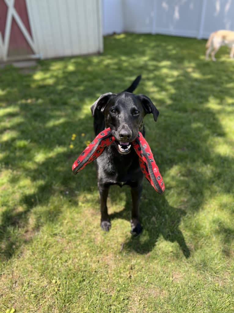 George, a Labrador Retriever and Belgian Malinois mix tested with EmbarkVet.com