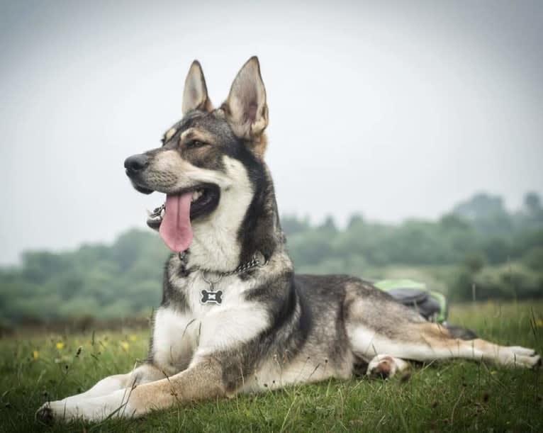 Koda, a German Shepherd Dog and Siberian Husky mix tested with EmbarkVet.com