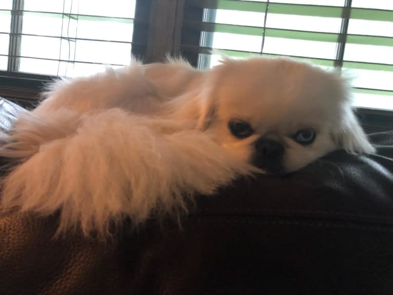 Skye, a Pekingese tested with EmbarkVet.com