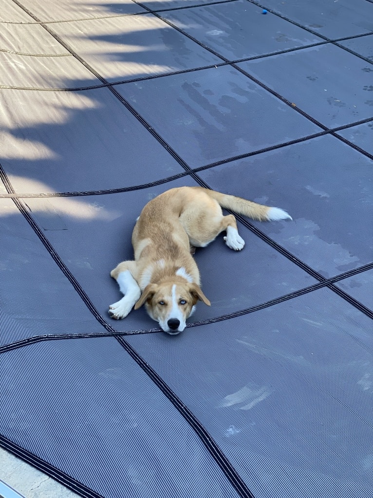 Kayce, a Siberian Husky and Alaskan-type Husky mix tested with EmbarkVet.com