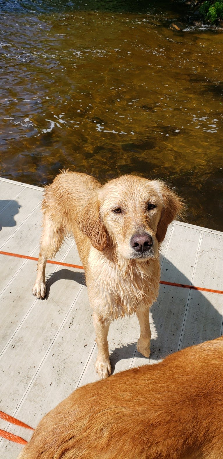 Fauna, a Golden Retriever (7.8% unresolved) tested with EmbarkVet.com