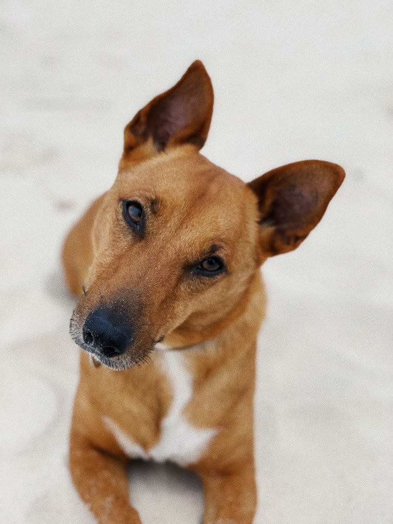 Pepper, a Russell-type Terrier and Australian Cattle Dog mix tested with EmbarkVet.com