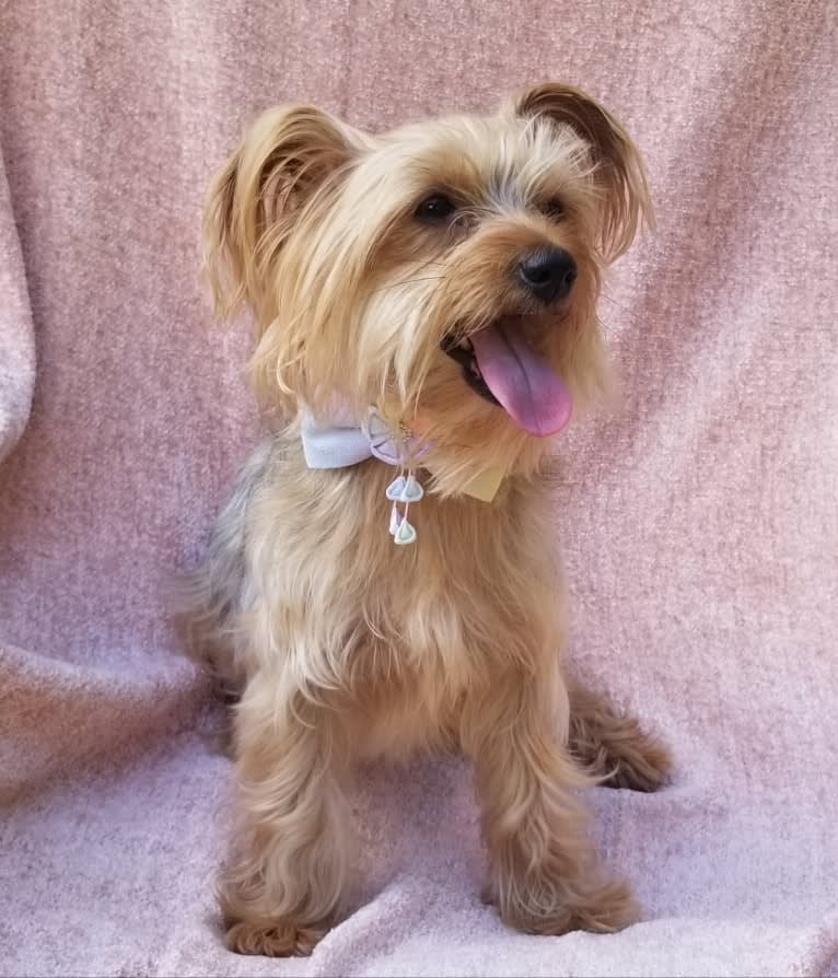 Eva, a Yorkshire Terrier tested with EmbarkVet.com