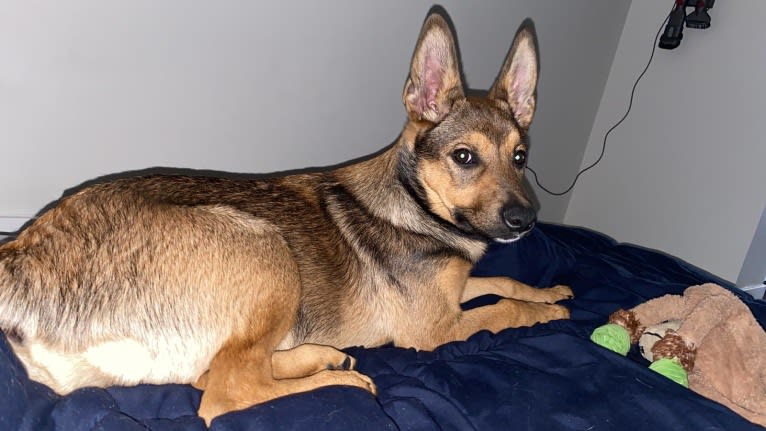 Alemã, a German Shepherd Dog and Australian Cattle Dog mix tested with EmbarkVet.com