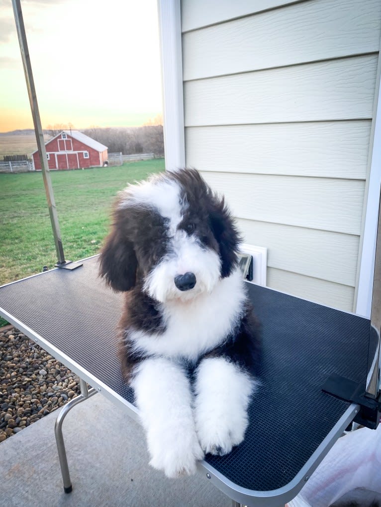 Hattie, a Sheepadoodle tested with EmbarkVet.com