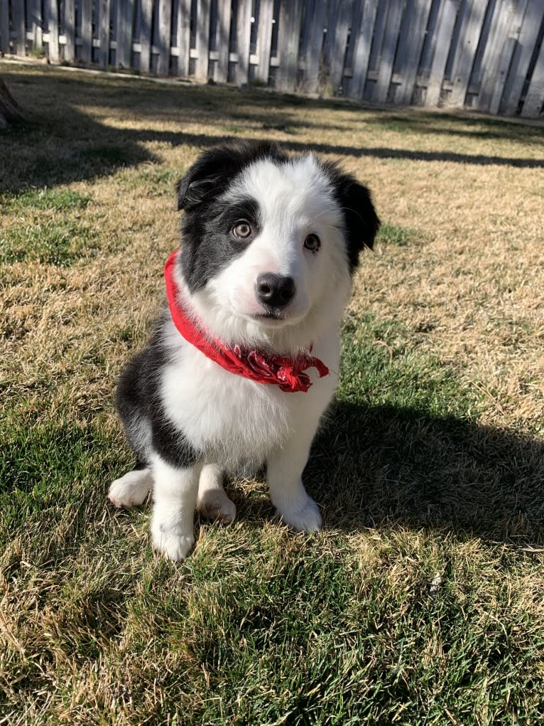 Finnegan, a Border Collie and Australian Cattle Dog mix tested with EmbarkVet.com