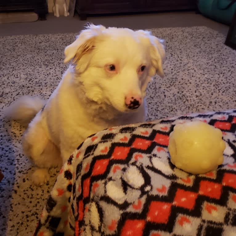 Kimba, an Australian Shepherd tested with EmbarkVet.com