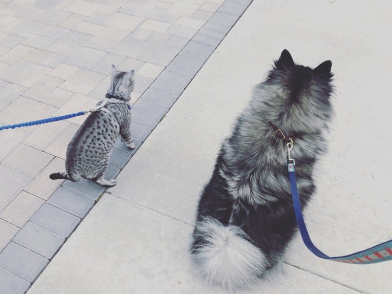 Thor, a Keeshond tested with EmbarkVet.com