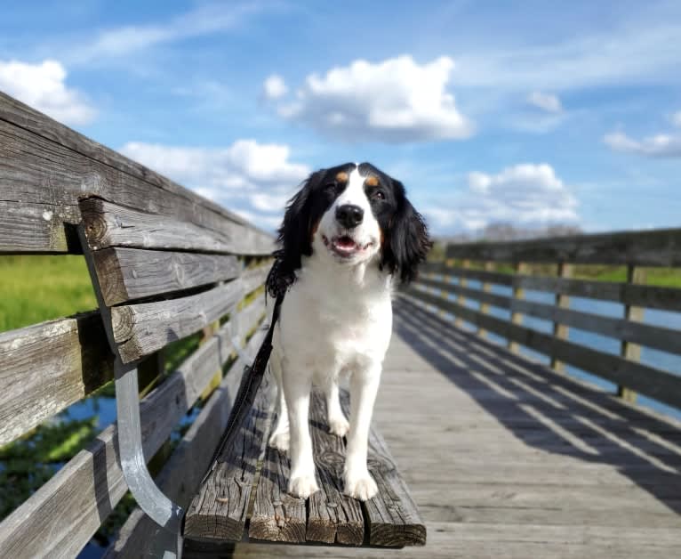 Poet, a Nederlandse Kooikerhondje tested with EmbarkVet.com