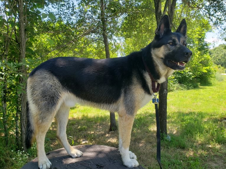 Percy, a German Shepherd Dog and Siberian Husky mix tested with EmbarkVet.com