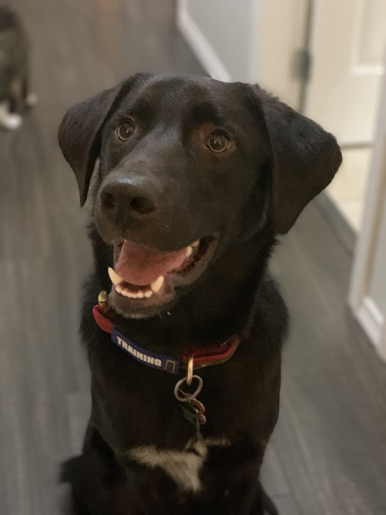 Guinness, a Labrador Retriever and Australian Cattle Dog mix tested with EmbarkVet.com