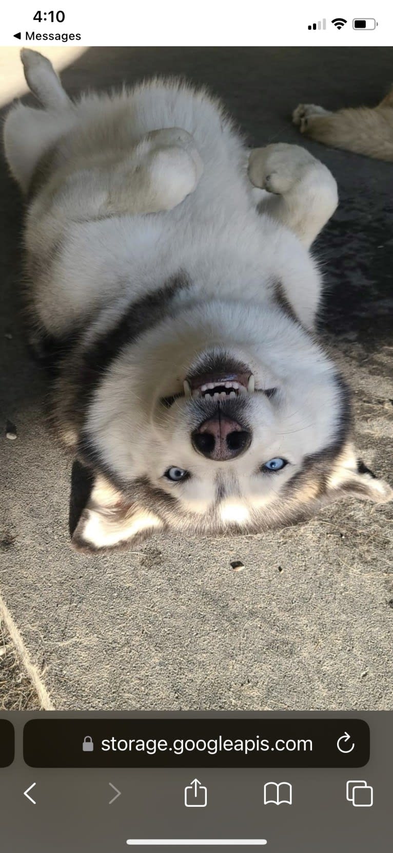 Gus, a Siberian Husky and Alaskan Malamute mix tested with EmbarkVet.com