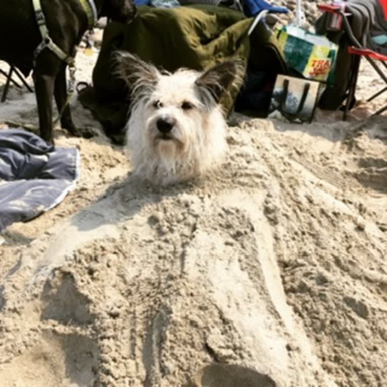 Gimli, a Miniature Schnauzer and Australian Cattle Dog mix tested with EmbarkVet.com