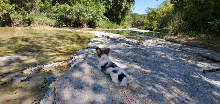 Thumbelina, a Chihuahua tested with EmbarkVet.com