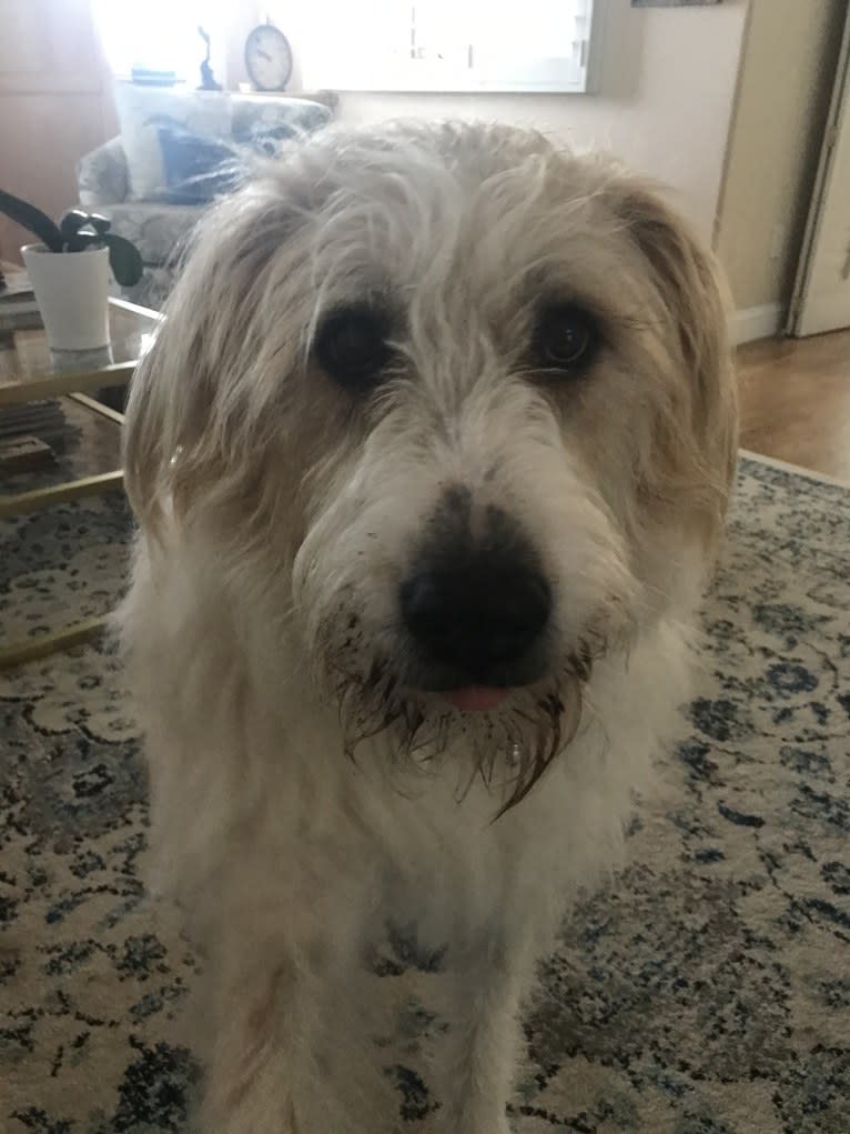 Lacy, a Great Pyrenees and Border Collie mix tested with EmbarkVet.com