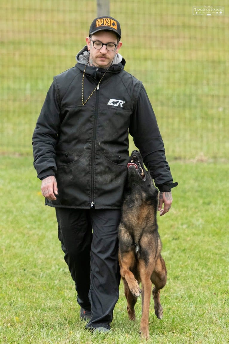 Tye, a Belgian Malinois and German Shepherd Dog mix tested with EmbarkVet.com