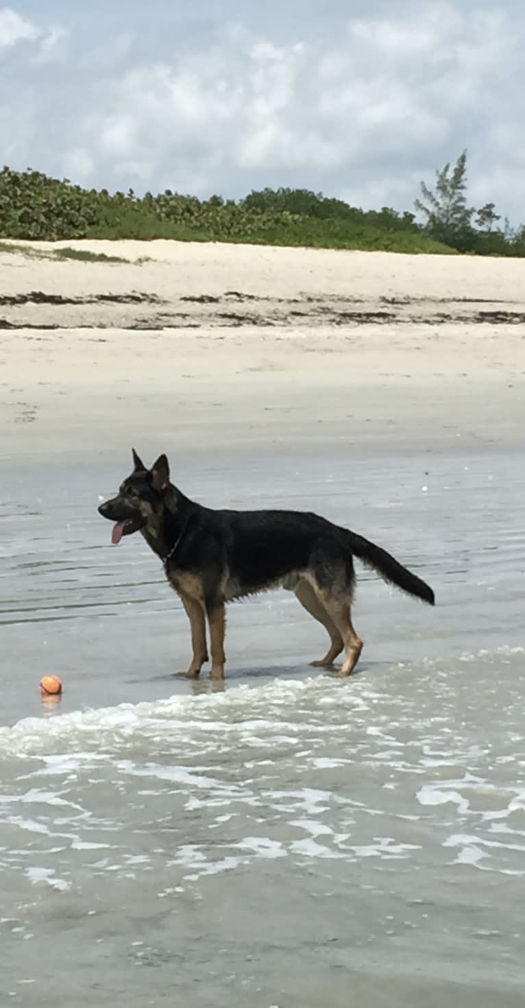 Reef, a German Shepherd Dog tested with EmbarkVet.com