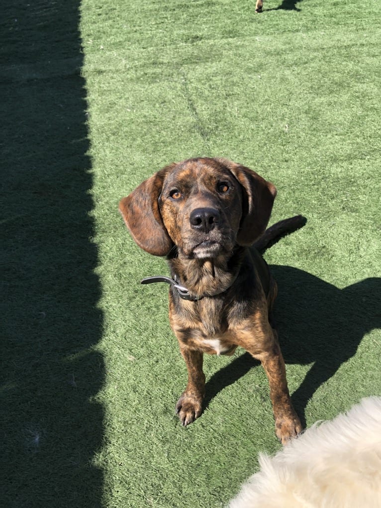 Otis, a Beagle and Golden Retriever mix tested with EmbarkVet.com