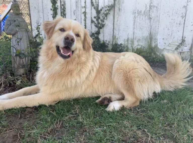 Flynn, a Labrador Retriever and Great Pyrenees mix tested with EmbarkVet.com