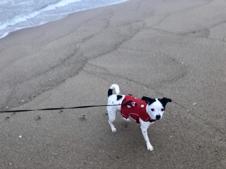 Nemo, a Mountain Cur and Chihuahua mix tested with EmbarkVet.com