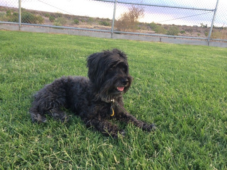 Homey, a Poodle (Small) and Silky Terrier mix tested with EmbarkVet.com