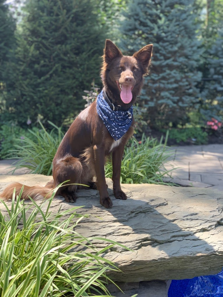 Harper, a Border Collie and Boston Terrier mix tested with EmbarkVet.com