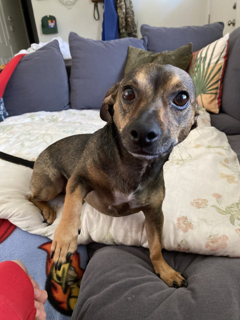 Recon, a Chihuahua and Miniature Pinscher mix tested with EmbarkVet.com