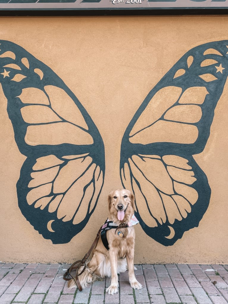 Marley, a Golden Retriever tested with EmbarkVet.com