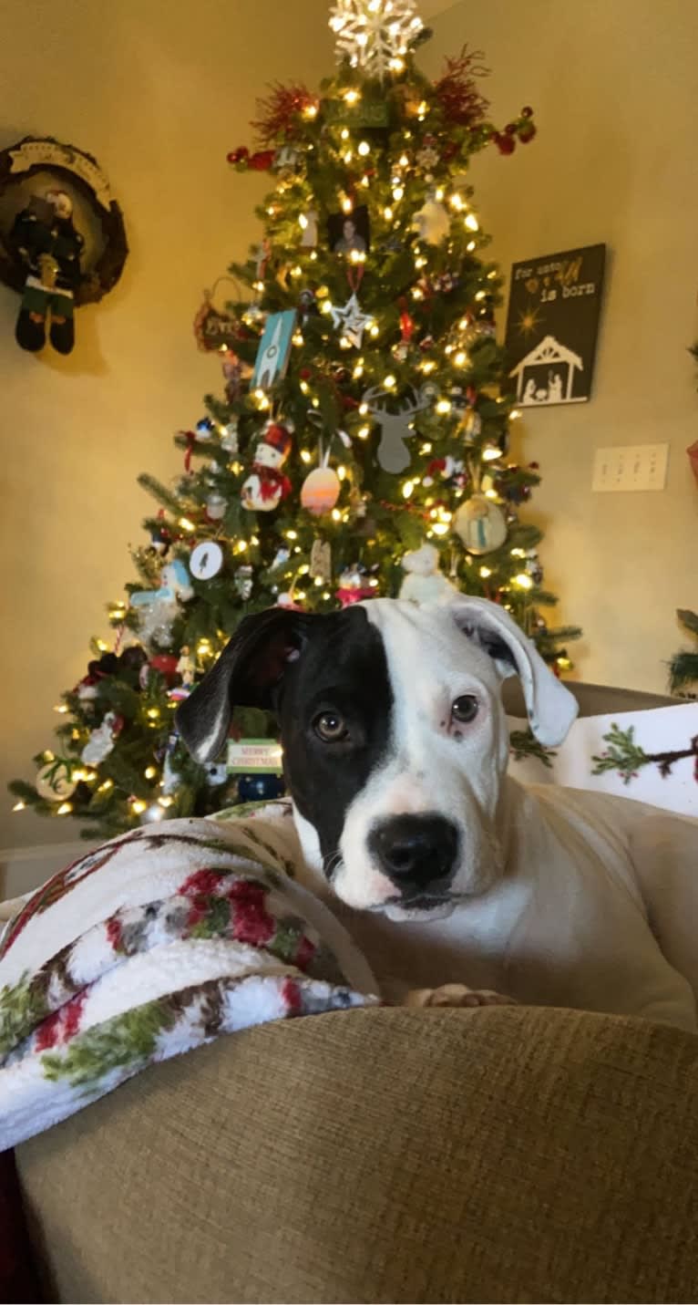 Arlo, an American Pit Bull Terrier and Catahoula Leopard Dog mix tested with EmbarkVet.com