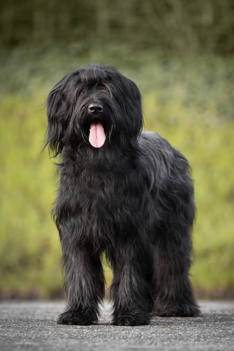 Pink, a Briard tested with EmbarkVet.com