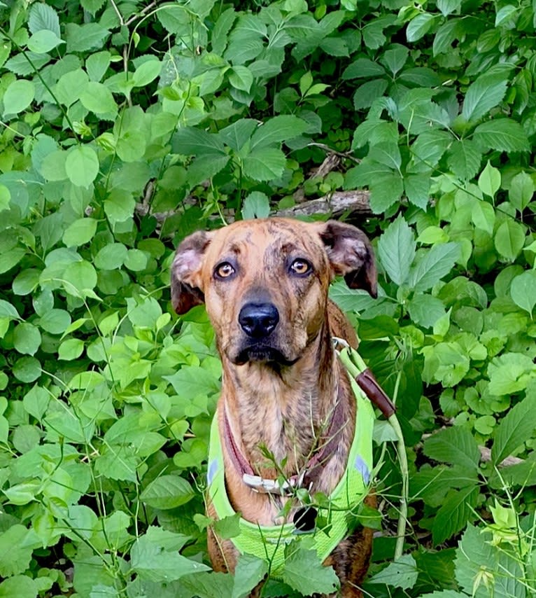 Lyza, a Catahoula Leopard Dog and American Pit Bull Terrier mix tested with EmbarkVet.com