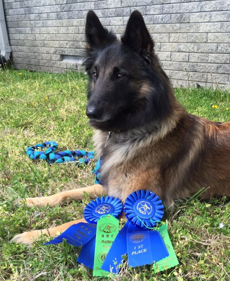 Maizie, a Belgian Shepherd tested with EmbarkVet.com