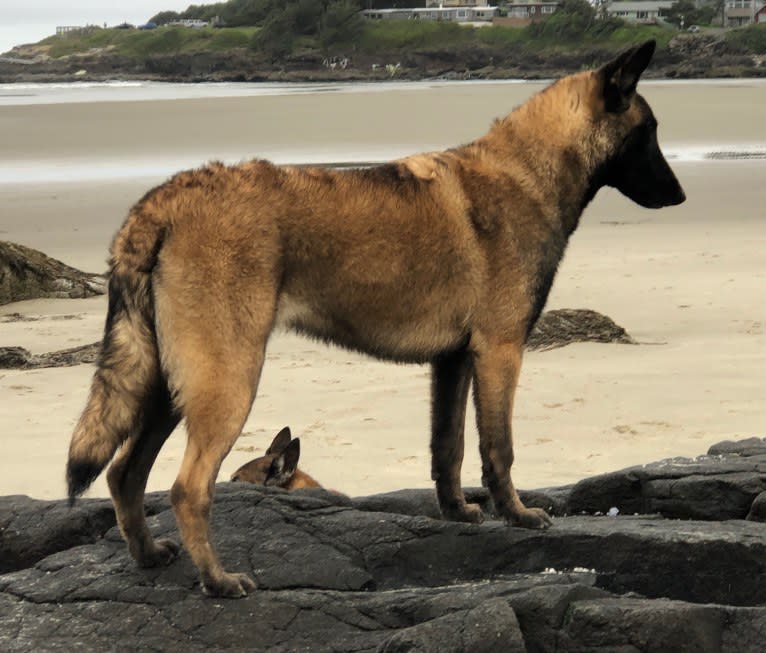 Trinity, a Belgian Shepherd tested with EmbarkVet.com