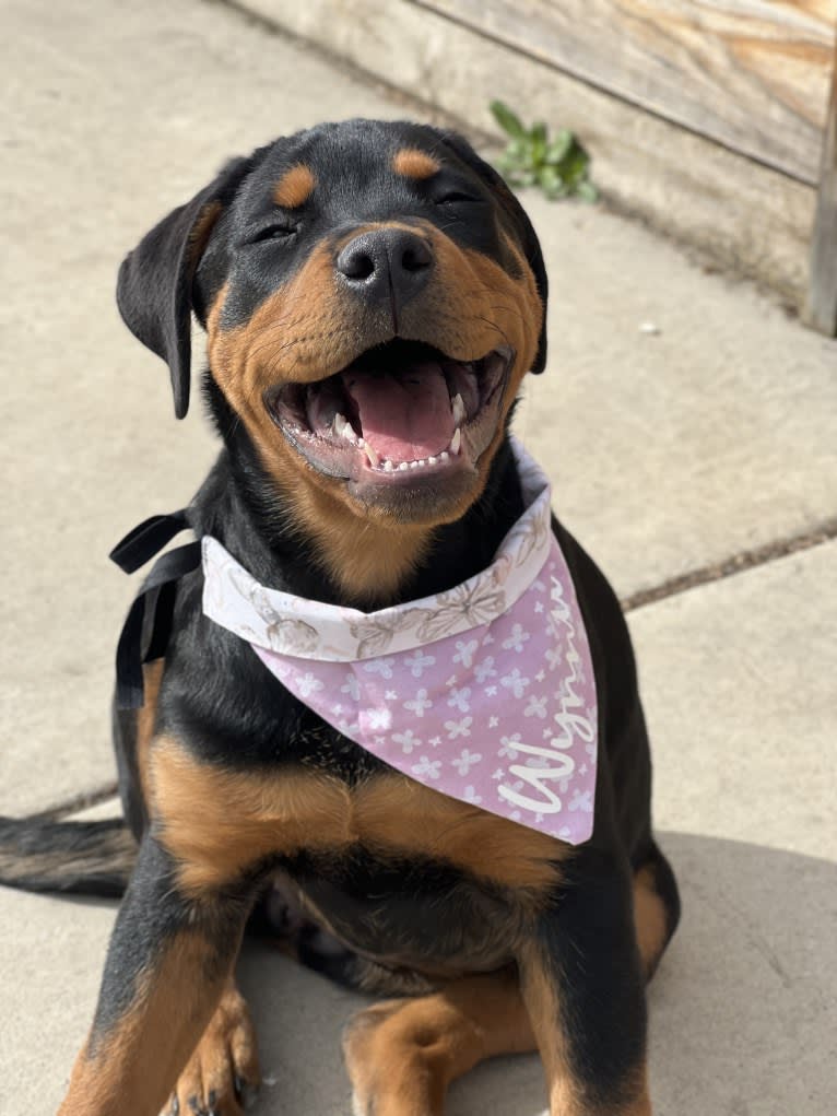 Wynnie, a Rottweiler tested with EmbarkVet.com