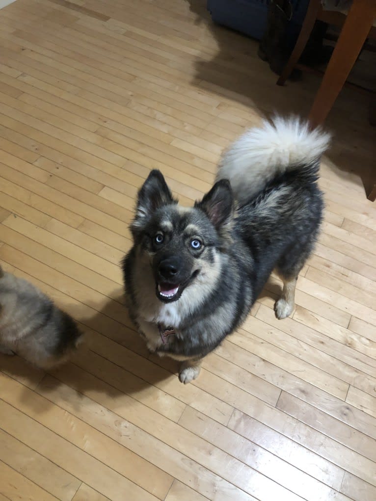 Nali, a Pomsky tested with EmbarkVet.com