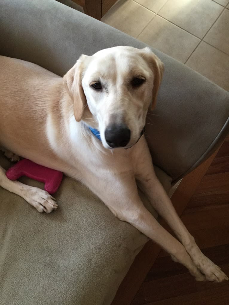 Molly, an Arabian Village Dog and Saluki mix tested with EmbarkVet.com