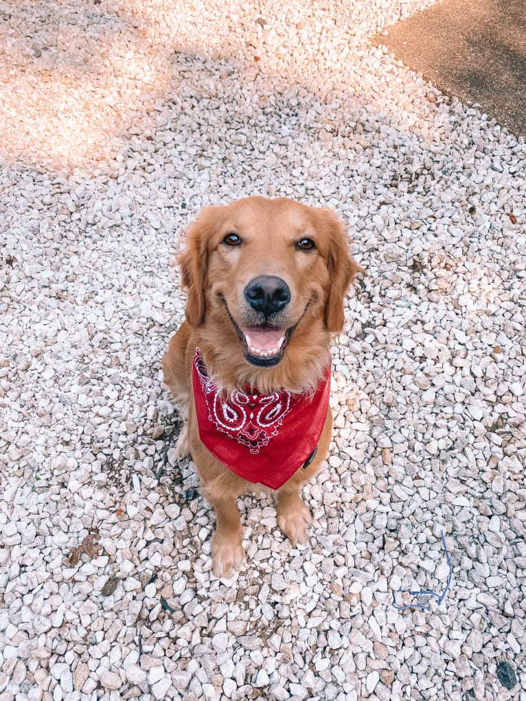 Marley, a Golden Retriever tested with EmbarkVet.com