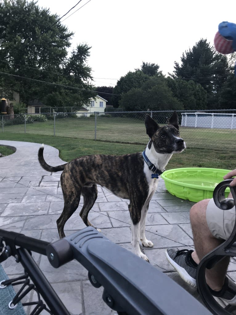 Bruno, an American Pit Bull Terrier and Siberian Husky mix tested with EmbarkVet.com