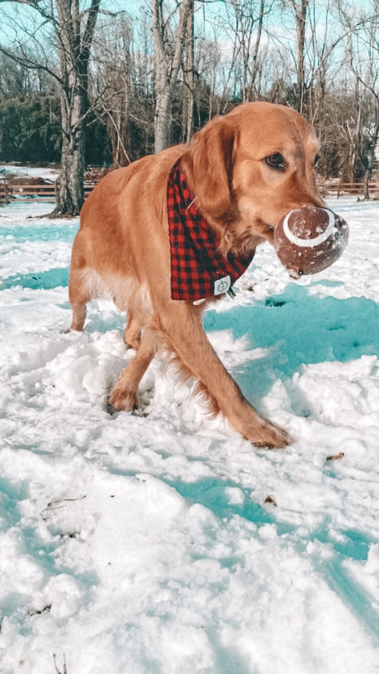 Marley, a Golden Retriever tested with EmbarkVet.com