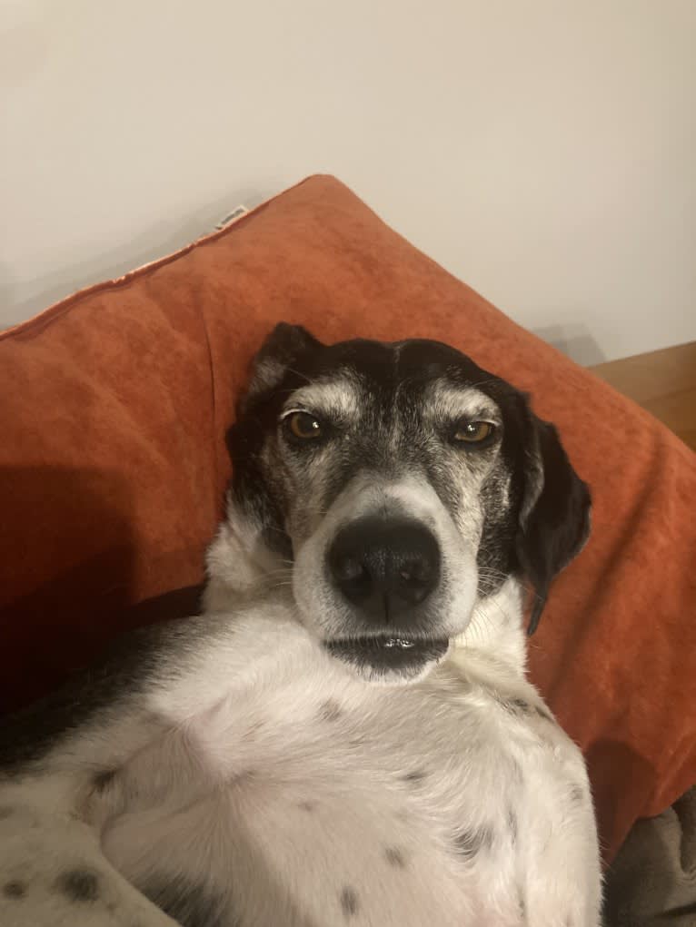 Jasper, a Mountain Cur tested with EmbarkVet.com