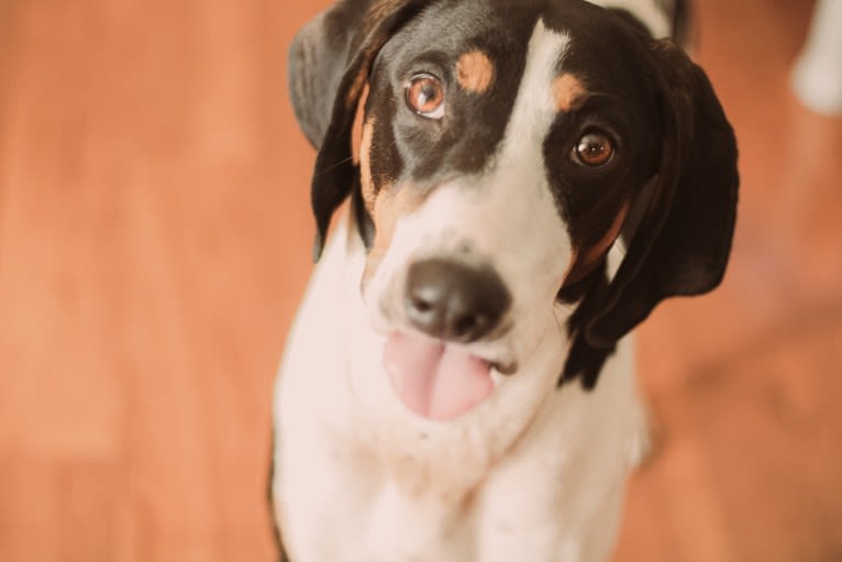 Wren, an American English Coonhound tested with EmbarkVet.com