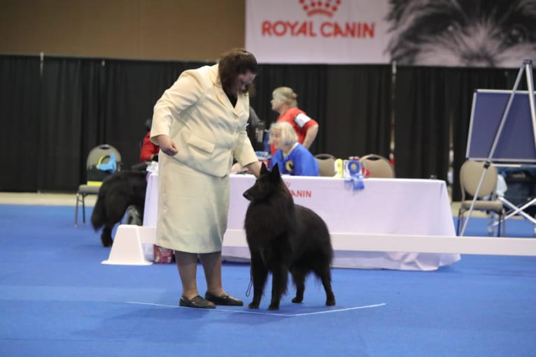 Gery, a Belgian Shepherd tested with EmbarkVet.com