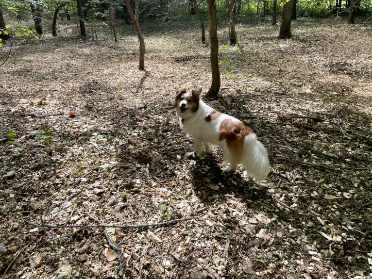 Cooper, an Australian Cattle Dog and Shih Tzu mix tested with EmbarkVet.com