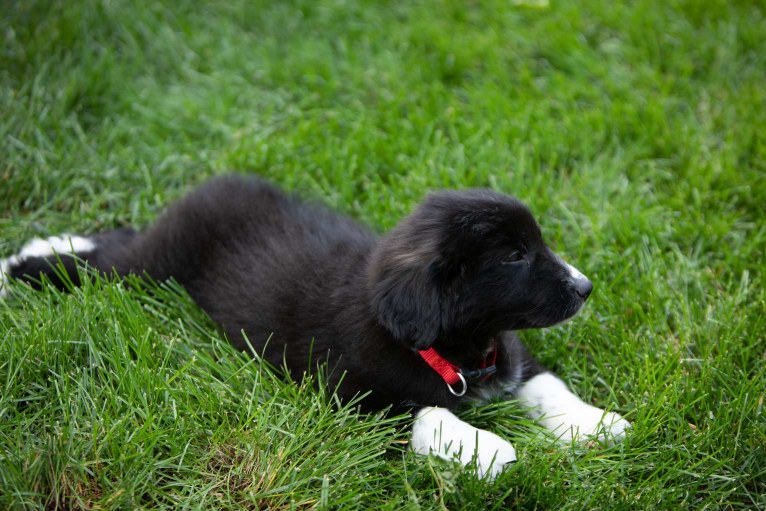 Simon, a Great Pyrenees and Labrador Retriever mix tested with EmbarkVet.com